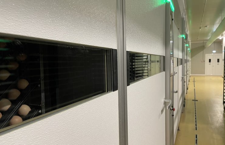 Avantajele unei incubatii proprii capacitatea Rosavis