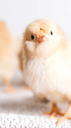 F8CmJuHzaubffePcw9hz1zBPEsU