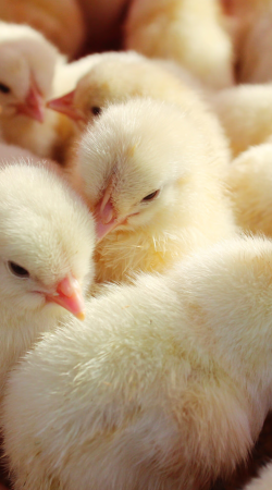 MP4gD34kImzbUoyCiZldobZMUQY