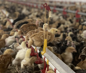 VnfrZJPzdSjyFtW1pJPGILGA