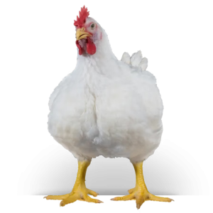 WMGXYCs1Qf3nLz6fDJvRZq0XdxA