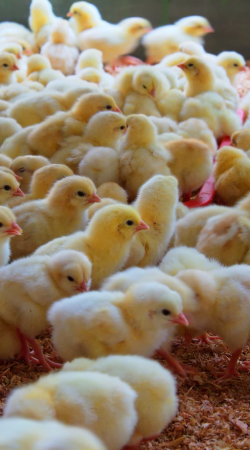 YjKkF2XuZ6XolliJHLxDrE3A8QI