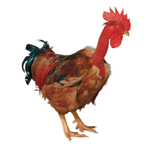 a2GofGUIIska9jLH5CSUF22lrLw